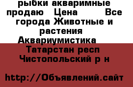 рыбки акваримные продаю › Цена ­ 30 - Все города Животные и растения » Аквариумистика   . Татарстан респ.,Чистопольский р-н
